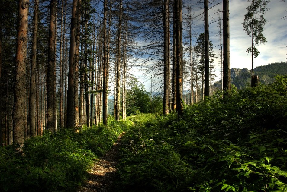 High wooden valley in Poland