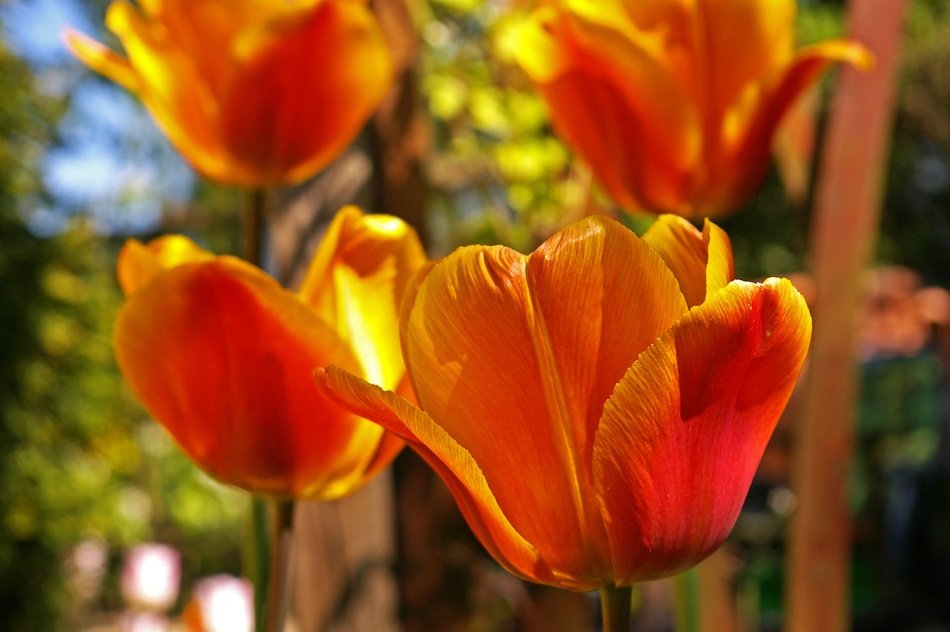 Colorful tulips blossom in the spring
