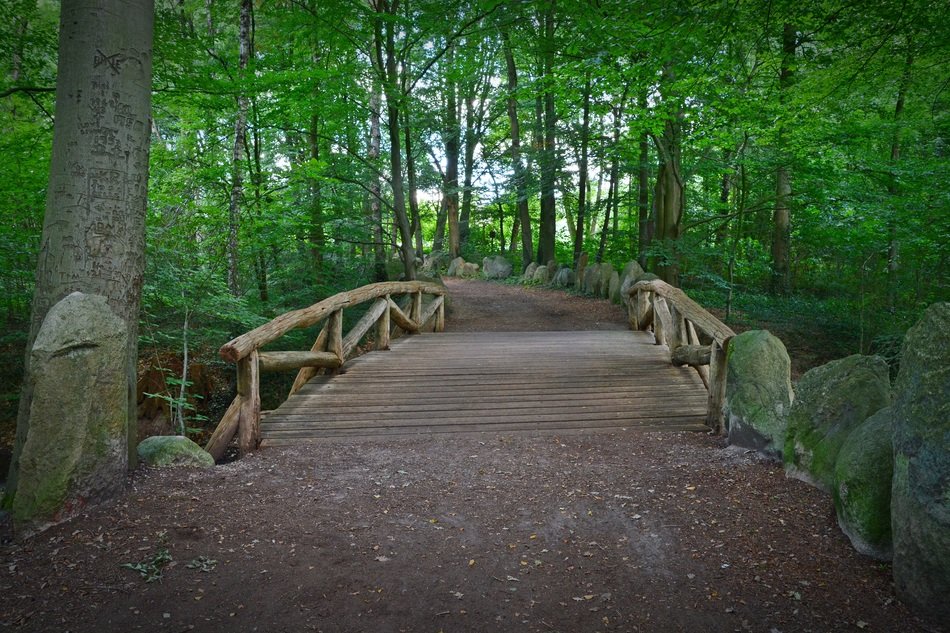 Broadwalk bridge in the green forest