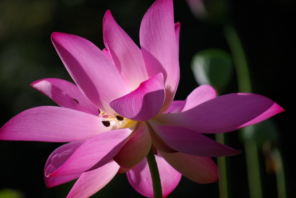 bright pink fresh plant flowers