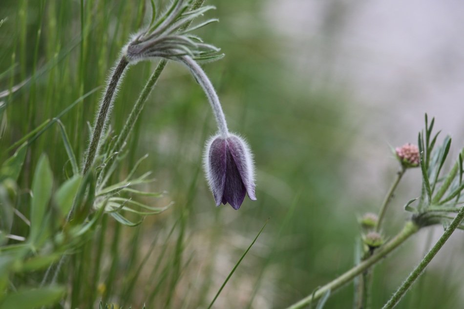 spring flowers in Prato