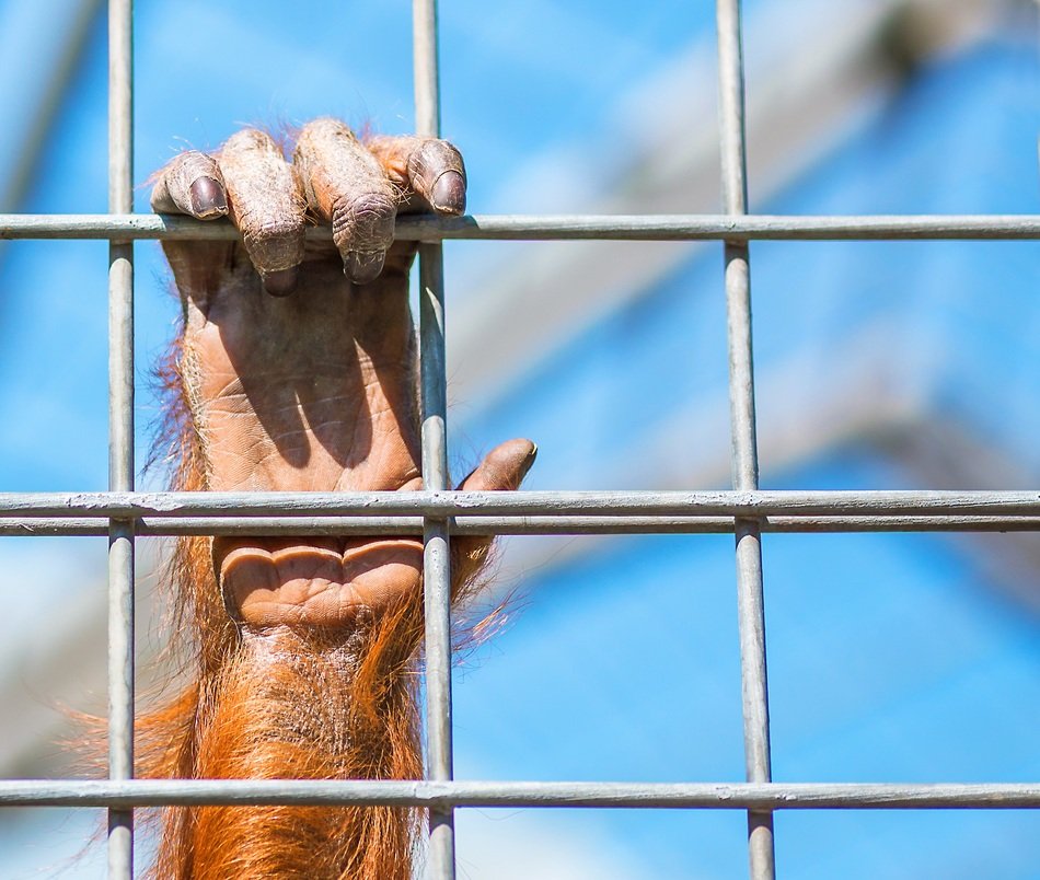 Orangutan's paw on the grid