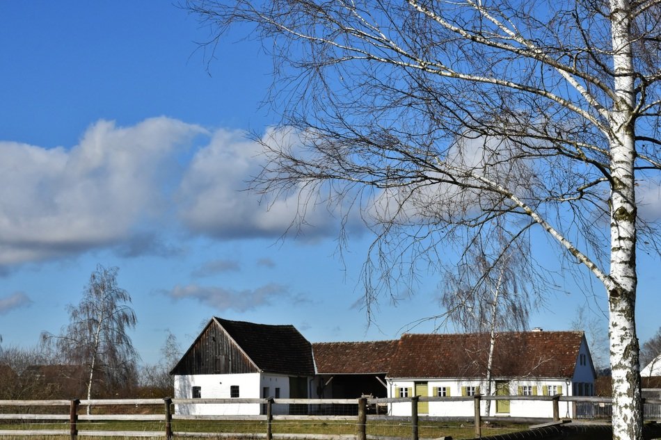 birch near the farm