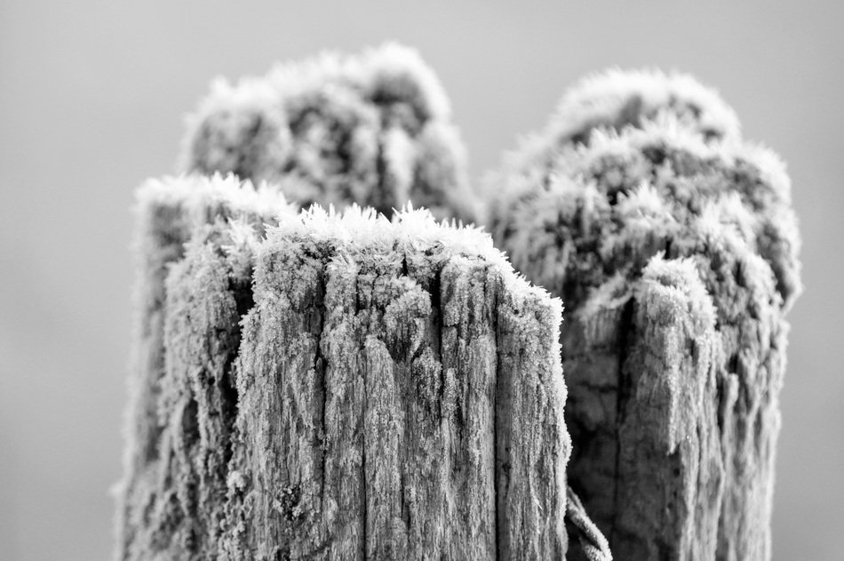 frozen tree in the forest