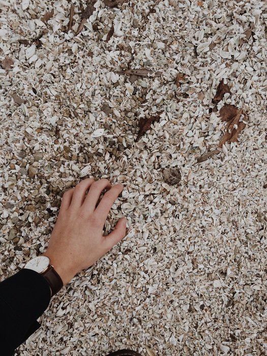 touch of seashells on the coast