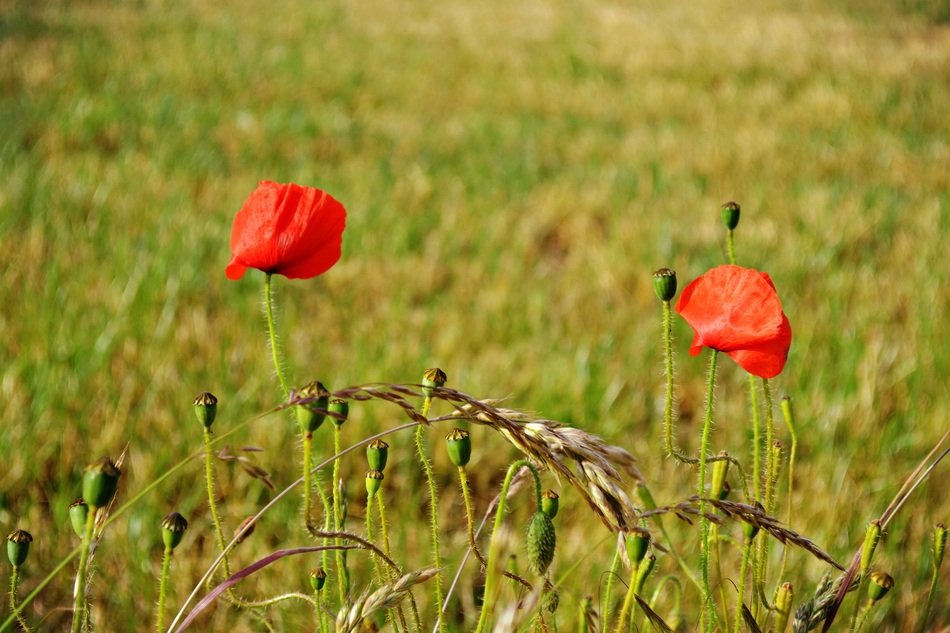 two red poppies on a green field