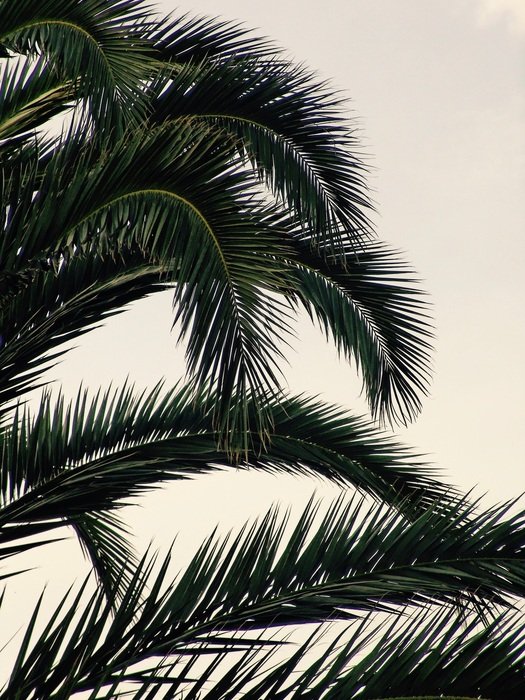 dark palm leaves on gray sky background