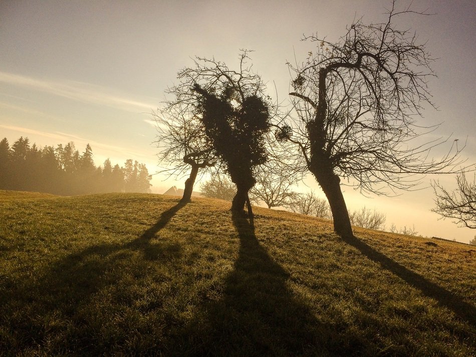 trees in sunny haze