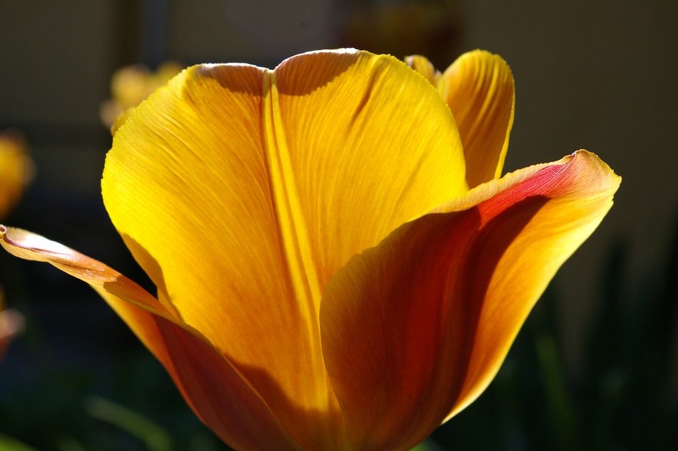 Tulips floristry