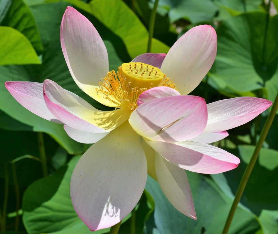 indian water lotus flower