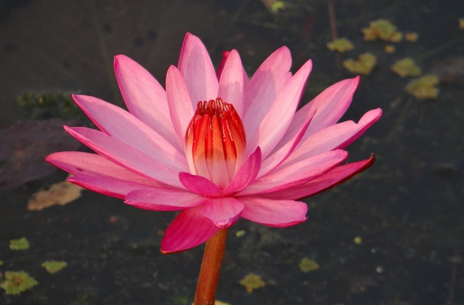 water lily is a mystical flower