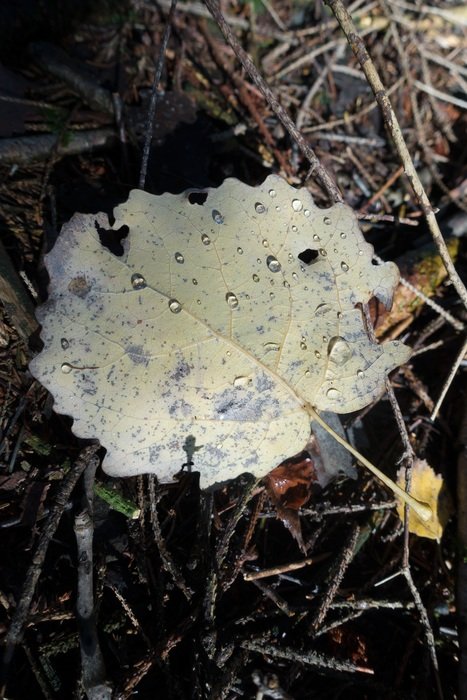 white leaf alder