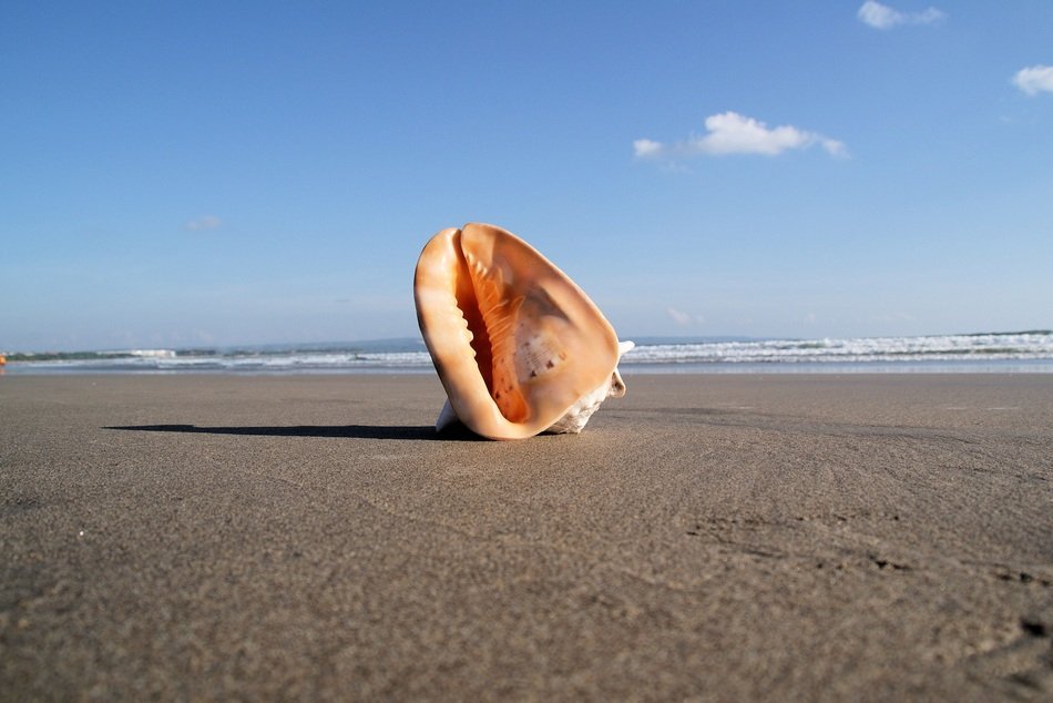 giant shell on the ocean