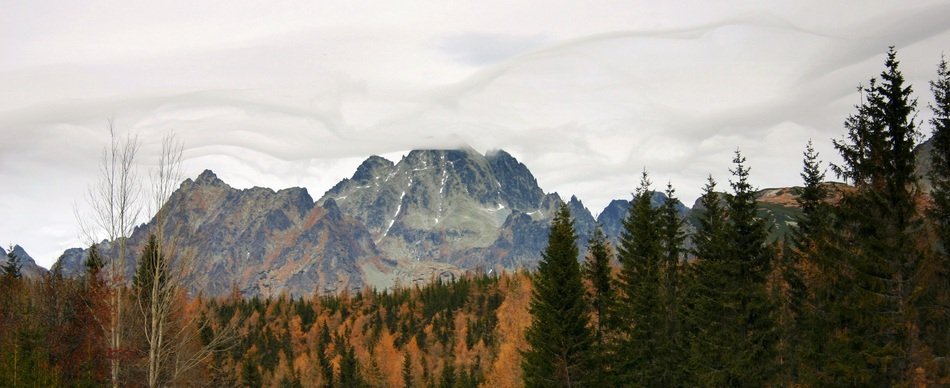 forest in front of mountains at fall, Slovakia, vysokÃ© tatry