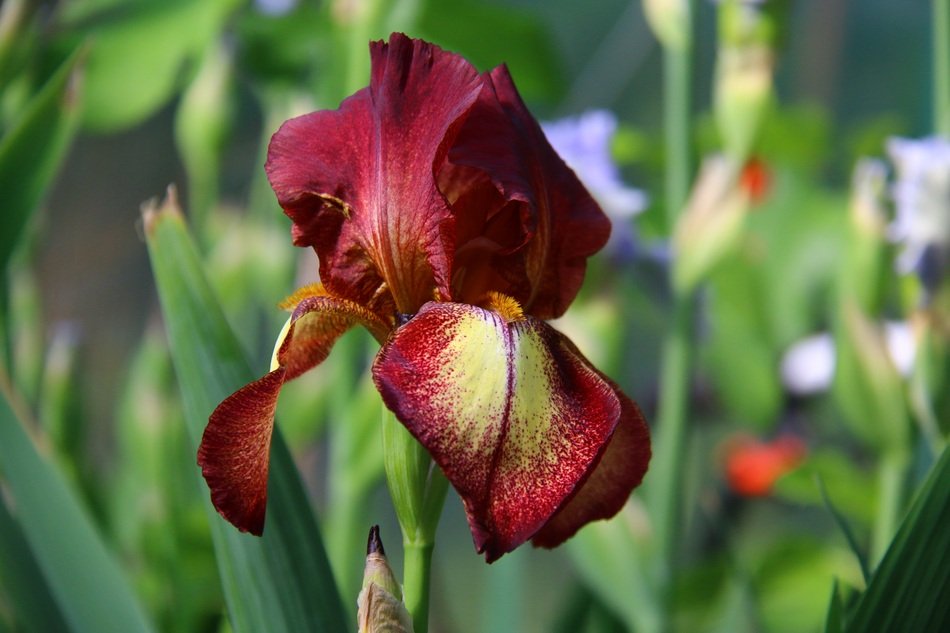 close-up photo of burgundy iris on a stalk