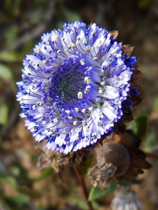 white and Blue wildflower, macro