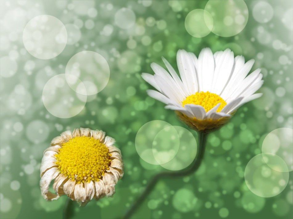 marguerites on the blurred background