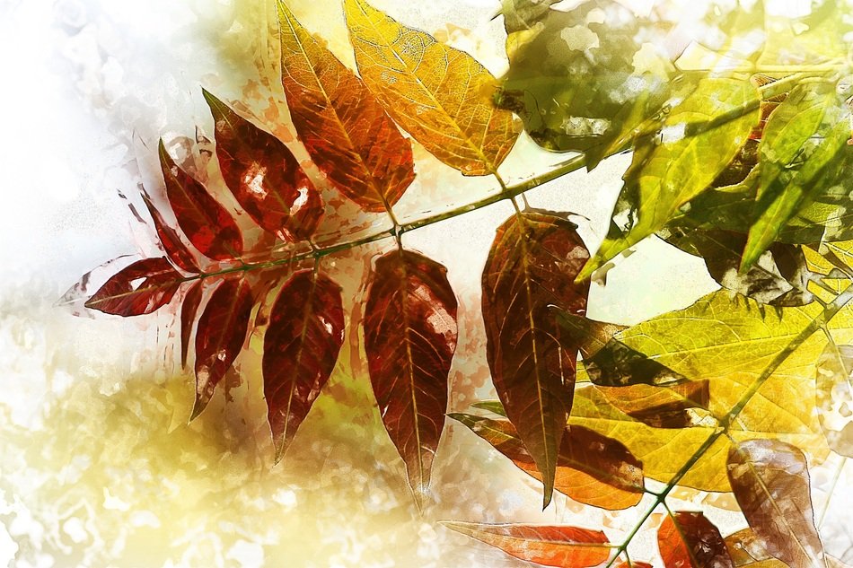 Foliage in autumn