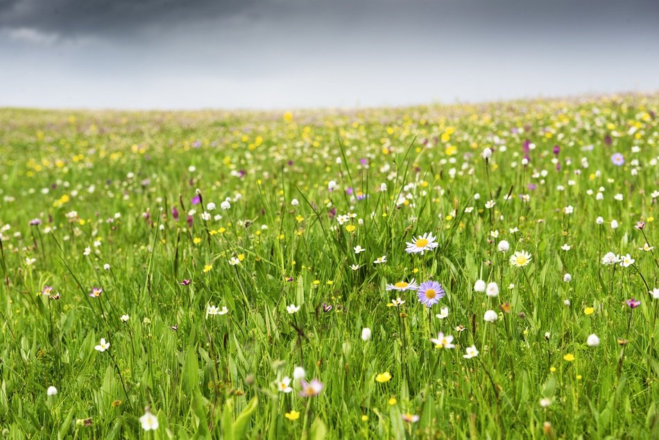 wild meadow in spring