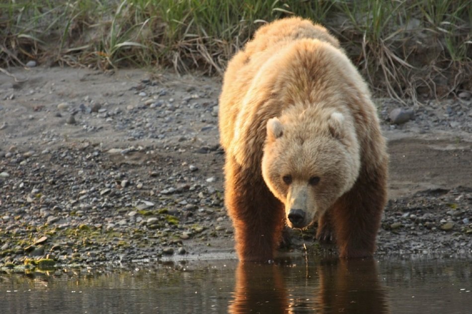 brown bear stands in the water near the shore