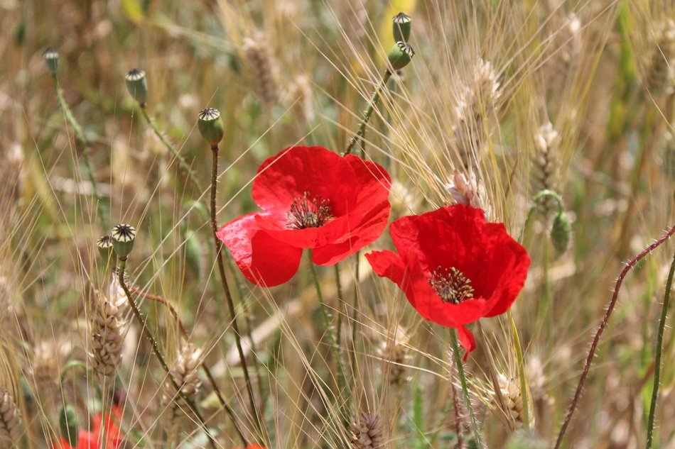 Poppies and Wheat