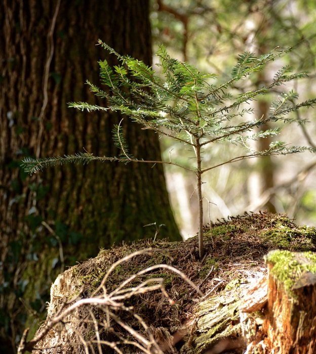 tree spring in the forest