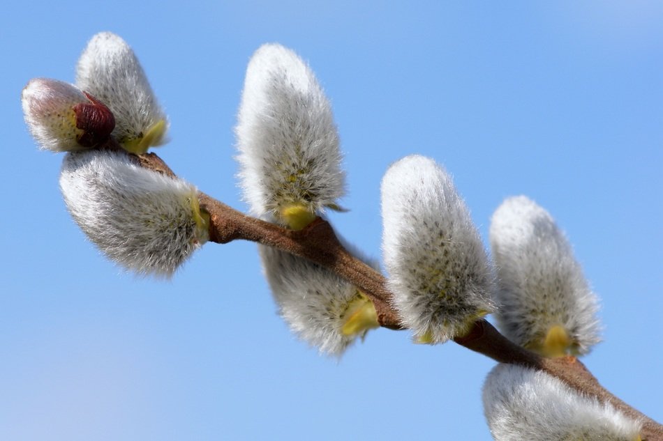 hairy bloom of willow