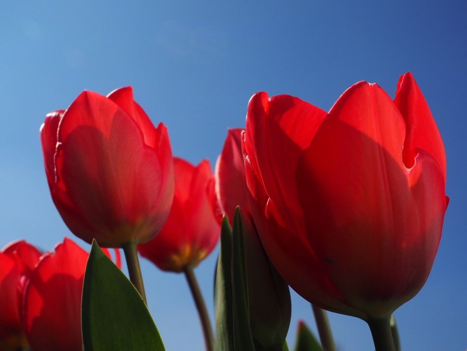 perfect red tulips
