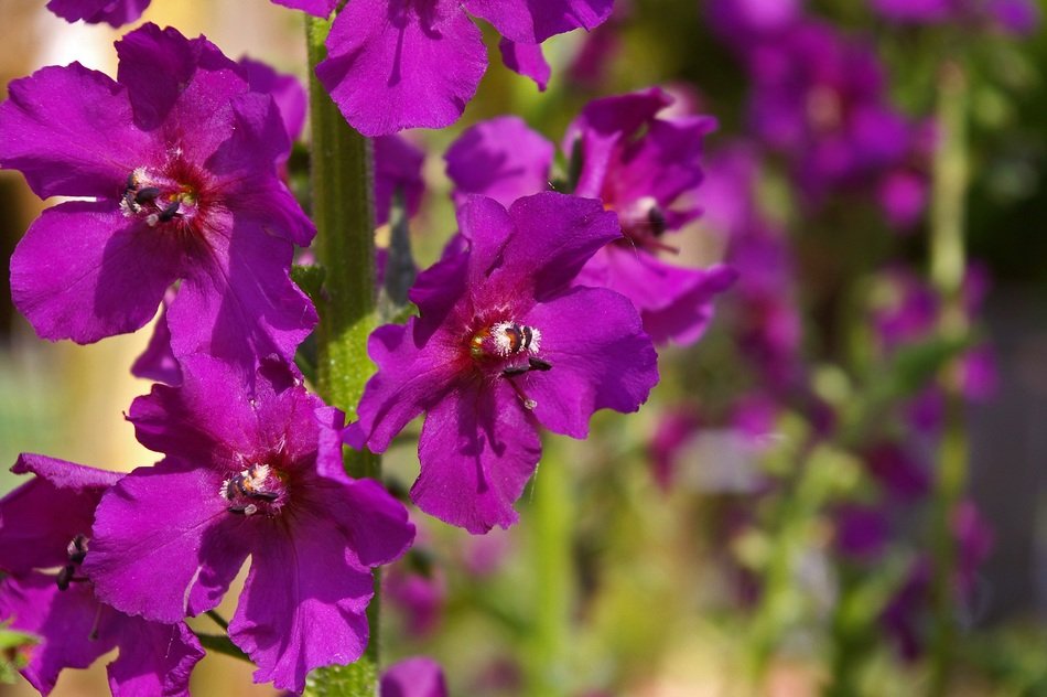 Closeup Picture of Purple Mulleins