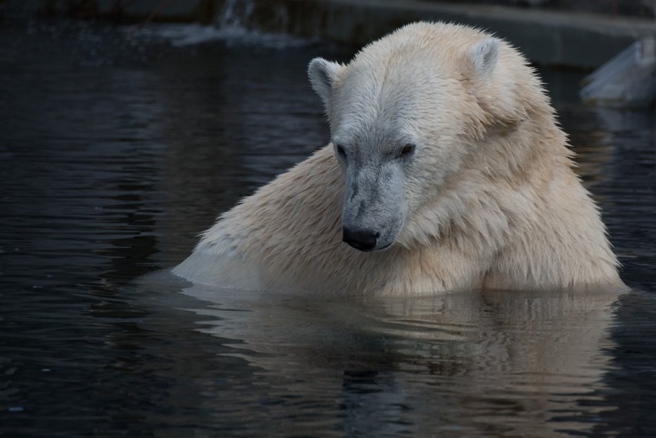 wonderful Polar Bear