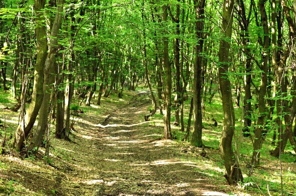 Narrow path in a green forest