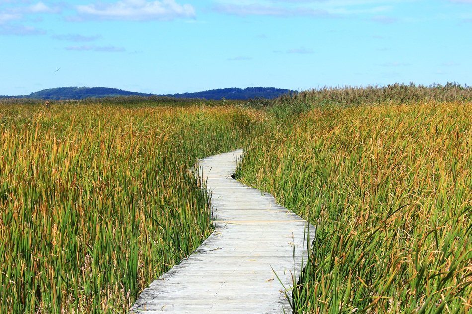 road along the reed