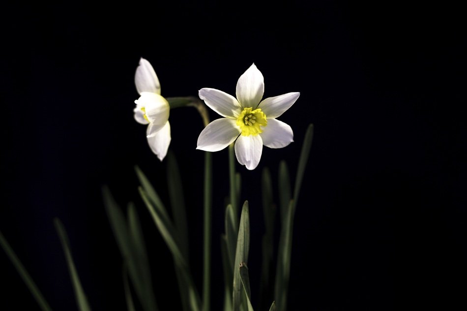 two narcissus on a black background