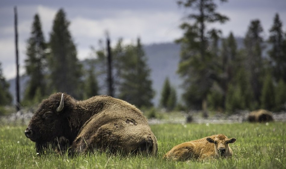 Buffalo and Cow