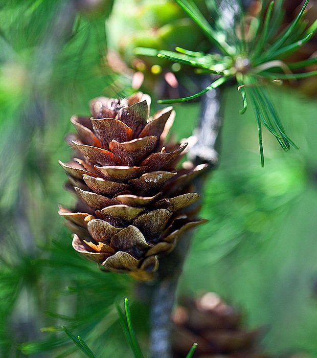 incredibly delicious Pine Cone