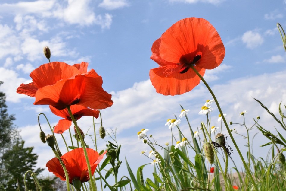 red poppies on a summer meadow close up