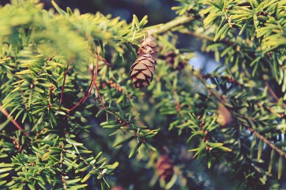 Branches Tap Nature Conifer