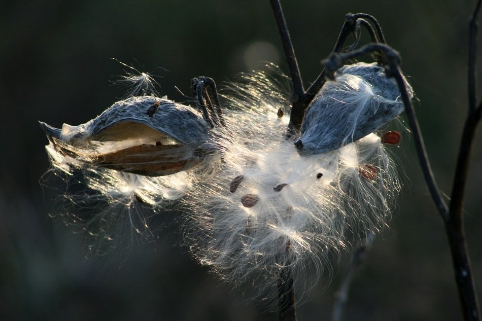 Milkweed on the field
