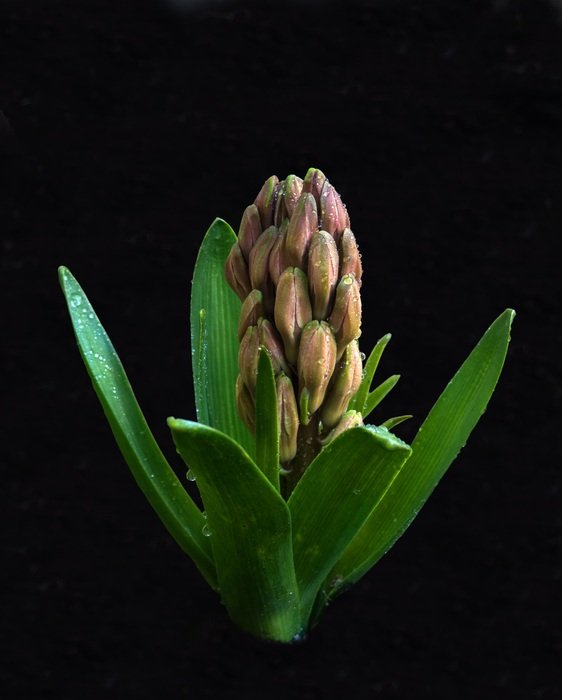 Picture of Hyacinth Flower
