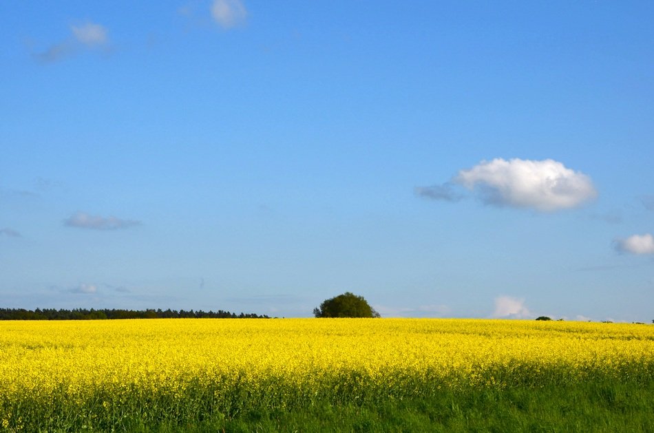 Picture of Field Of Rapeseeds
