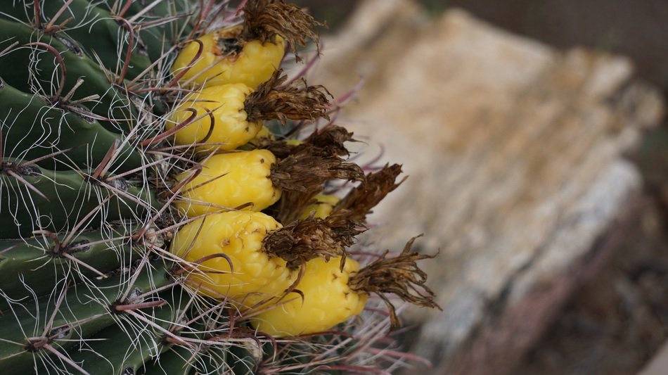Cactus Foe So Cute Tucson