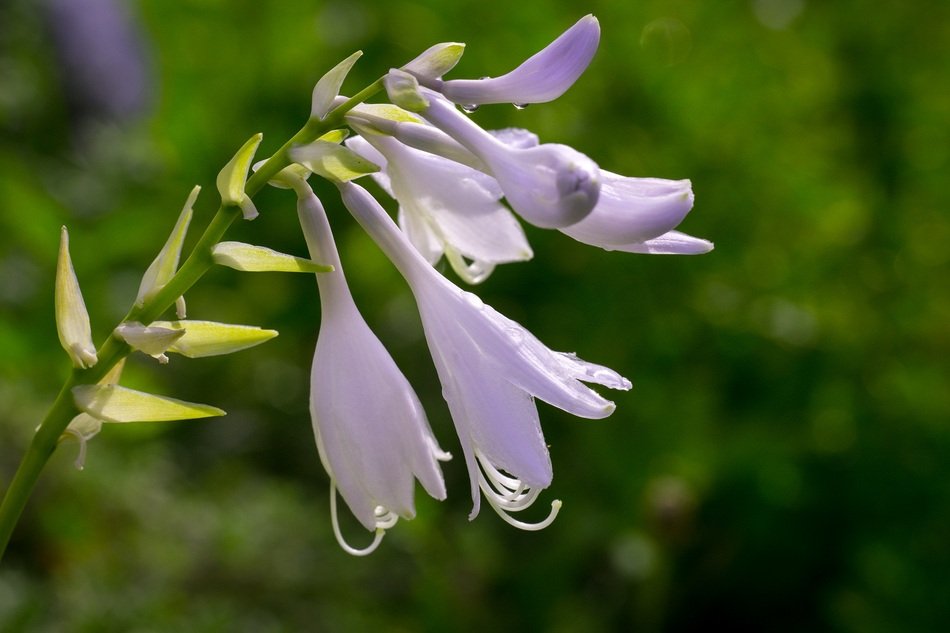 Plantain Lily in the garden