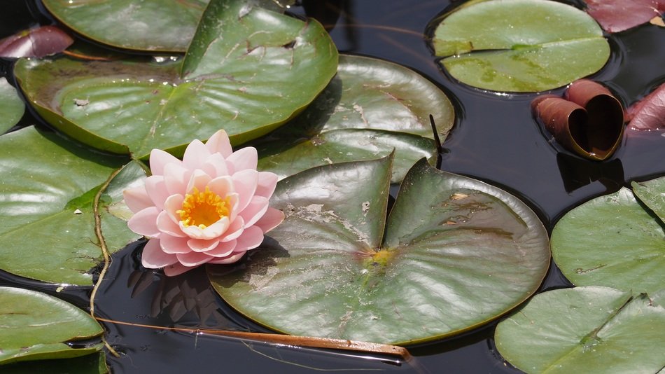 lotus flowerhead in the pond