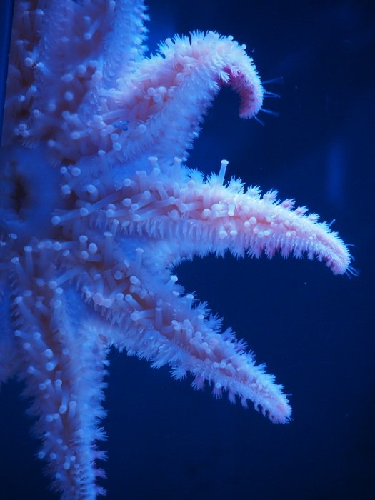 wonderful Starfish