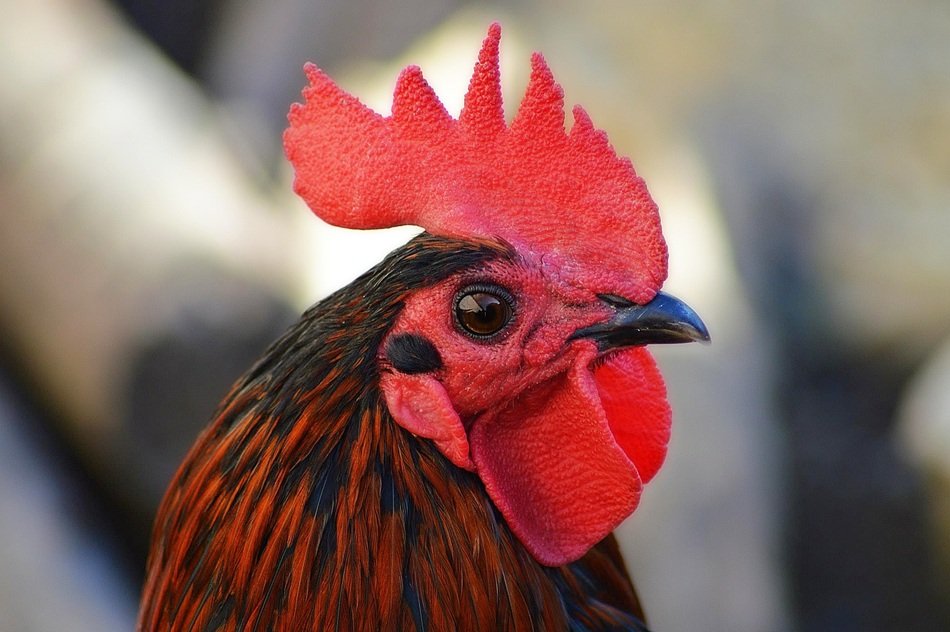 Cock in the backyard