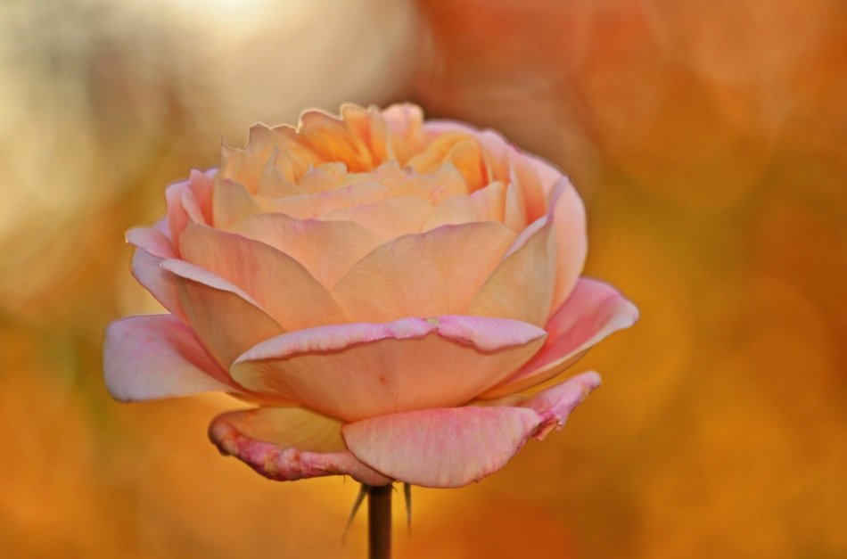 tender pink rose blossom bloom flower