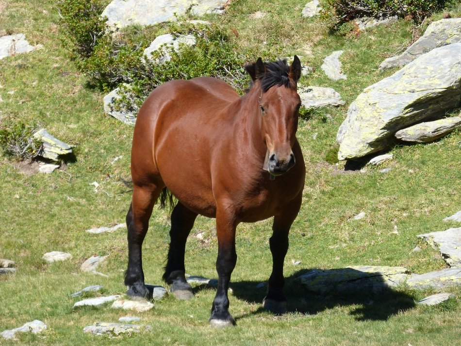 Riding The Pyrenees