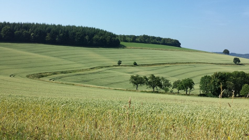 wheat field like waves