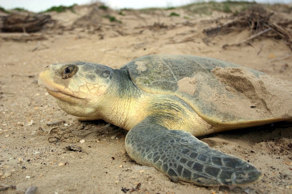 endangered sea turtle