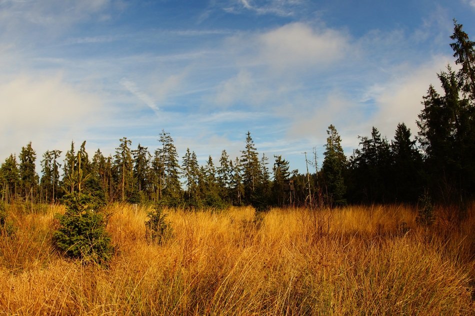 marshland landscape in the reserve